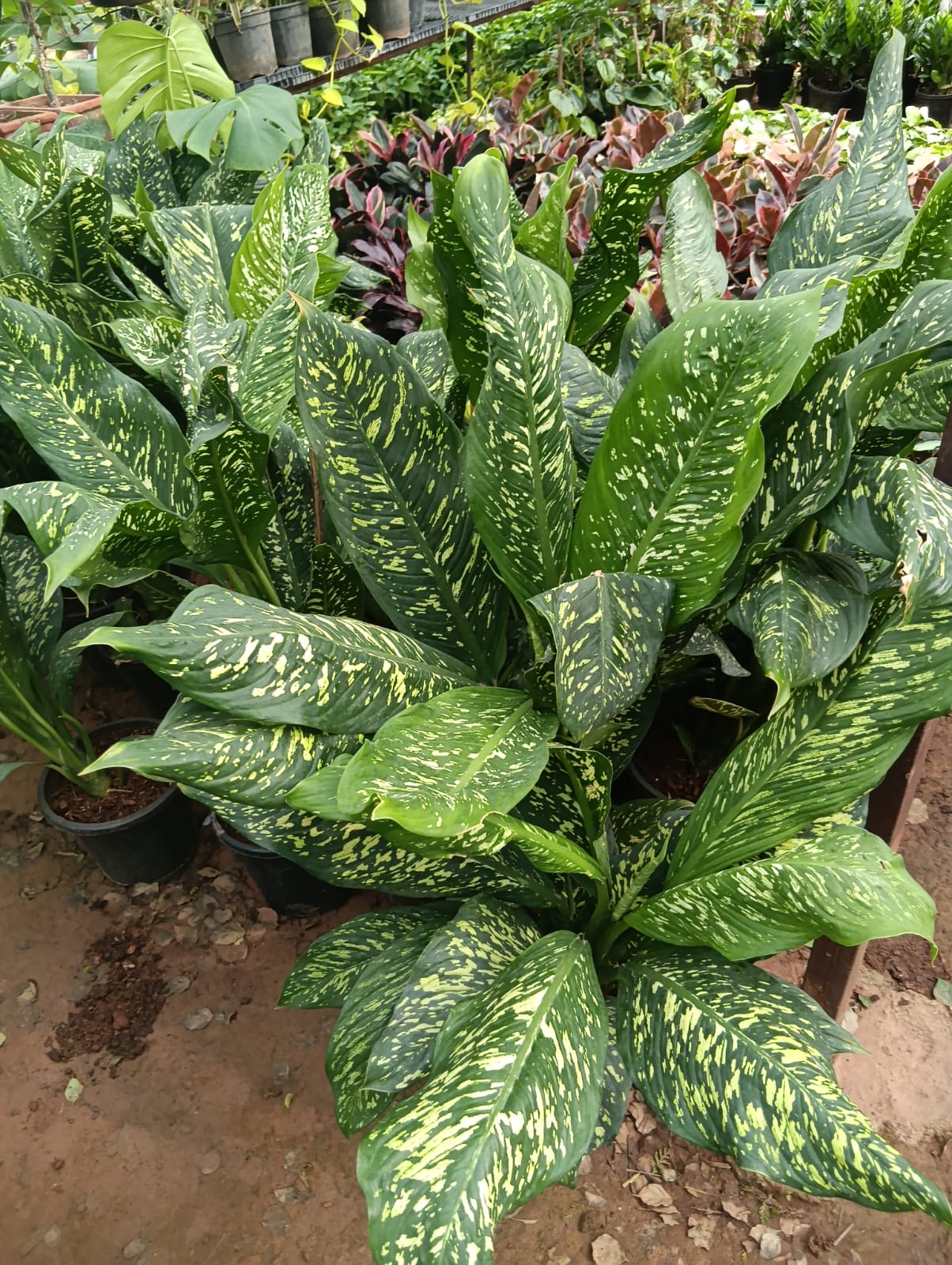 Large speckled dieffenbachia foliage plants growing in pots at the nursery